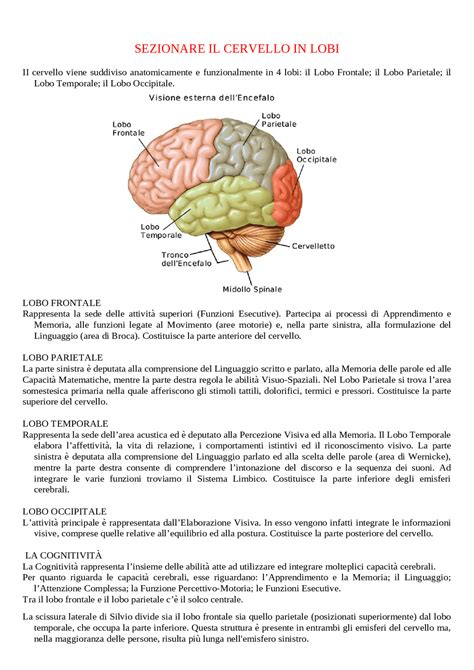 Rappresentazione concettuale dell'effetto placebo con cervello e farmaci