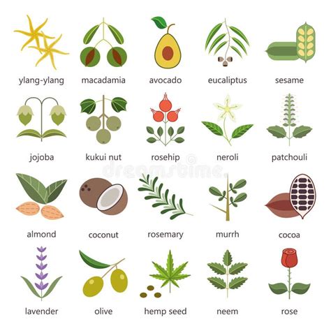 Illustrazione di diverse piante utilizzate in fitoterapia