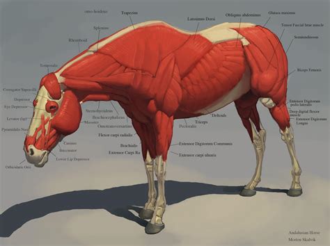 Schema anatomico della muscolatura completa del cavallo