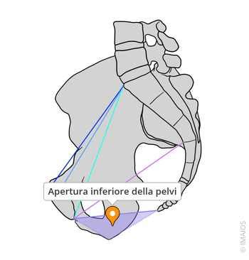 Schema anatomico della pelvi femminile di un equino con gli organi riproduttivi