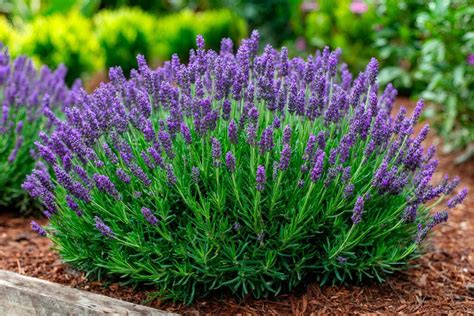 Un'immagine che mostra diverse varietà di piante di lavanda in vaso, con fiori di vari colori.