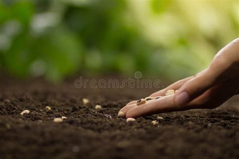 Mano che semina semi in un terreno fertile, a simboleggiare la Parola di Dio piantata nel cuore dei fedeli (illustrazione)