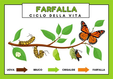 Simbolismo della farfalla e del bruco per la trasformazione della risurrezione