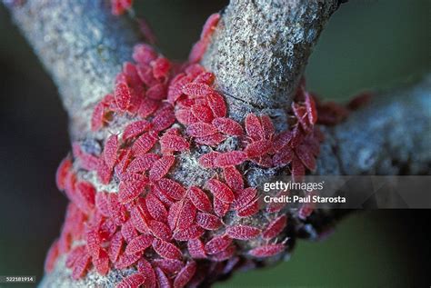Cocciniglia Kermes Vermilio su una quercia