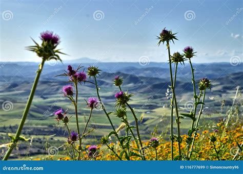Primo piano di flora alpina tipica dei Sibillini