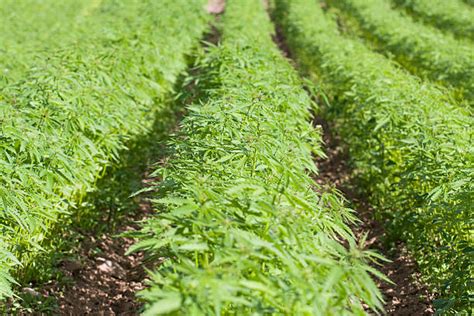 Foto di piantagione illegale di cannabis in campo aperto