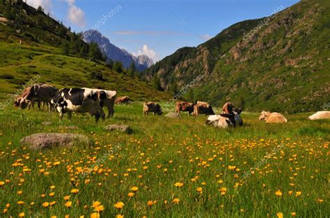 Campo di foraggio biologico con mucche al pascolo in un ambiente montano