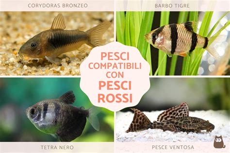 Infografica con dimensioni dei pesci rossi adulti in relazione allo spazio necessario nell'acquario