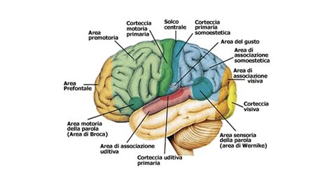 Inforgrafica sul cervello e l'orgasmo: aree coinvolte e neurotrasmettitori