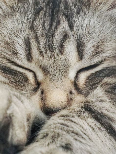 Immagine di un gatto che dorme serenamente