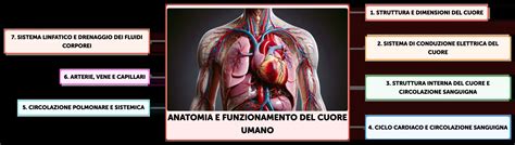 Infografica schematica sul funzionamento del cuore umano e le principali cardiomiopatie