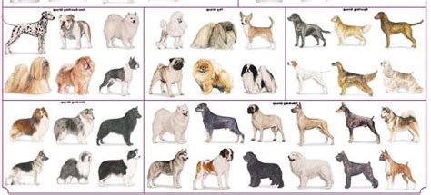 Tabella comparativa delle razze canine più popolari