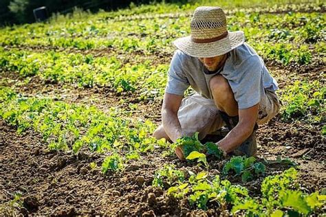 Campo agricolo con agricoltore al lavoro, simbolizzante l'attività diretta e professionale