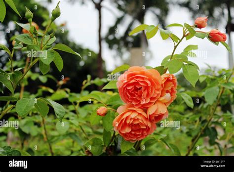 Rosaio con rose rigogliose