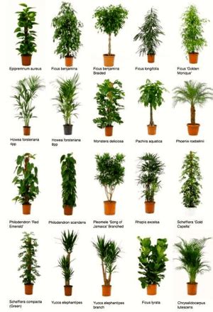 Piante per casa nuova: diverse tipologie di piante da interno in vasi decorativi