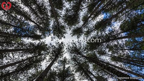 Schema dell'estrazione della pece dal pino laricio e dei forni utilizzati in Sila