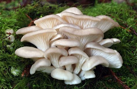 Schema o illustrazione dei funghi Pleurotus ostreatus e Puccinia bollata con didascalie scientifiche