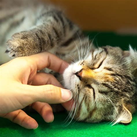 Foto di un custode che accarezza i gatti in un santuario in Grecia
