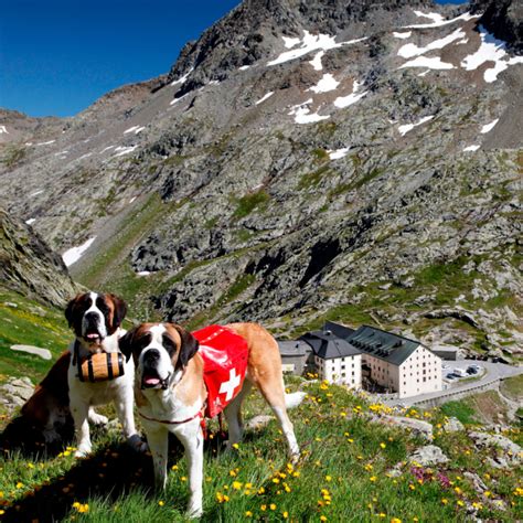 Ospizio del Gran San Bernardo, foto panoramica con i cani