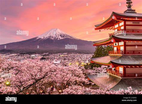 Pagoda Chureito con fioritura di ciliegi e Monte Fuji sullo sfondo
