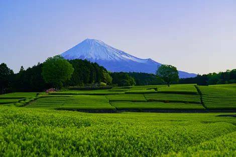 Campi di tè con vista sul Monte Fuji