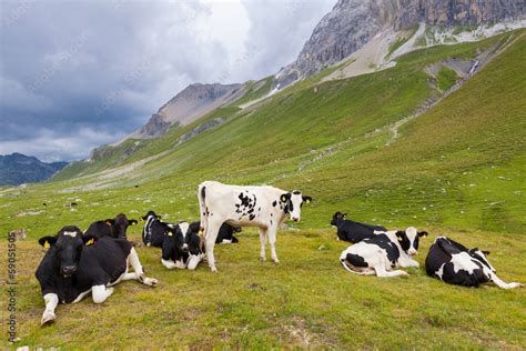 Mucche al pascolo in un'azienda biodinamica