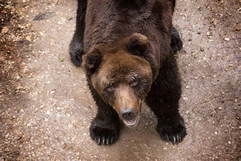 Orso Bruno nel recinto faunistico del Santuario di San Romedio