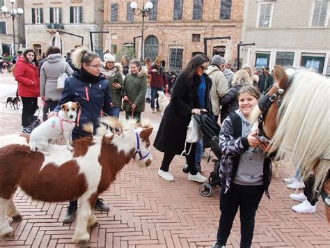 Benedizione di animali in una piazza, con persone e animali domestici (cani, gatti, cavalli)
