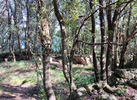Foto del bosco di Zaro con sentieri e vegetazione rigogliosa