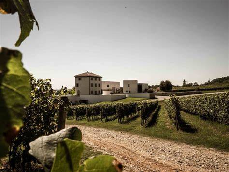 Vigneti dell'azienda Serafini & Vidotto ai piedi del Montello