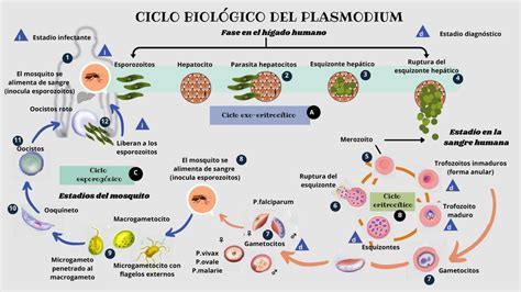 Schema del ciclo di vita del Plasmodium Falciparum