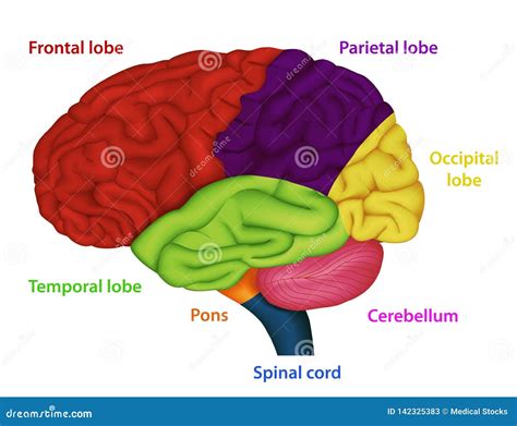 Illustrazione schematica del cervello umano con evidenziate le aree legate all'attività psichica