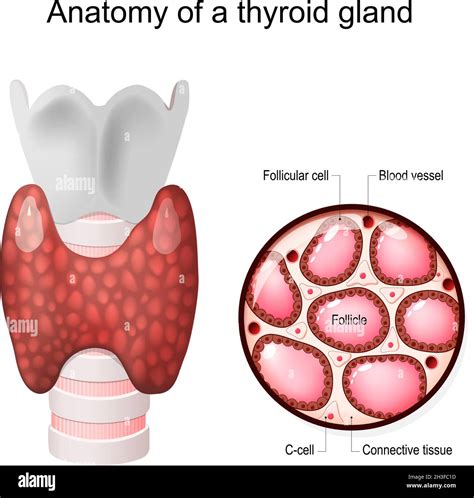 Schema illustrativo del funzionamento della ghiandola tiroidea