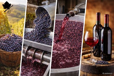 infografica sulle fasi della filiera: dalla produzione in campo alla vendita e agriturismo