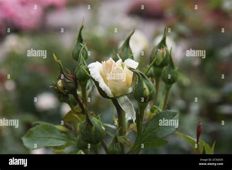 Foto: una rosa bianca, simbolo di purezza e speranza