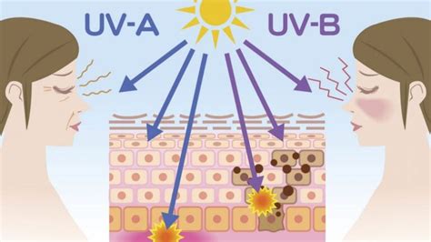 Schema che illustra l'asse pelle-cervello-gonadi attivato dai raggi UV