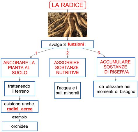 Schema che illustra la radice dell'invidia: dall'orgoglio alla tristezza per il bene altrui fino al desiderio di possesso.