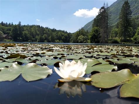 Sentiero panoramico intorno al Lago di Cei con vegetazione e ninfee