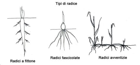 Schema grafico che illustra le diverse radici etimologiche del nome Rossella: il legame con il colore rosso e quello simbolico con il fiore della rosa.