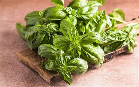 Infografica che riassume i benefici del basilico: digestione, sistema nervoso, infiammazioni e pelle