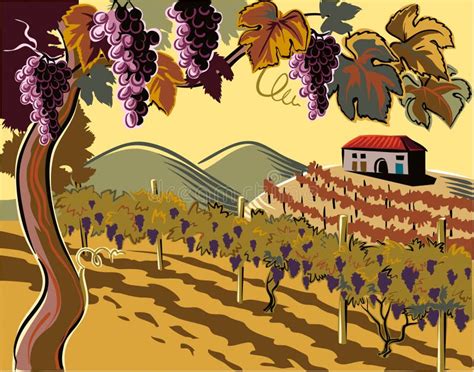 illustrazione di una vigna rigogliosa con grappoli d'uva matura, evidenziando il legame tra il tralcio e il tronco