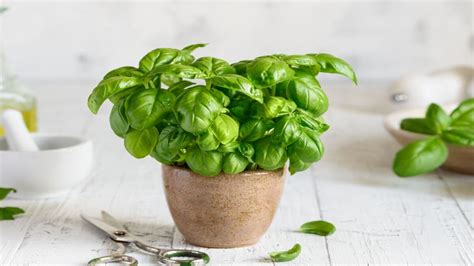 Vaso di basilico rigoglioso su un davanzale soleggiato