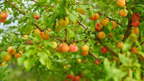 illustrazione di un albero con frutti che simboleggiano le opere buone e cattive, o un cuore da cui promanano parole e azioni
