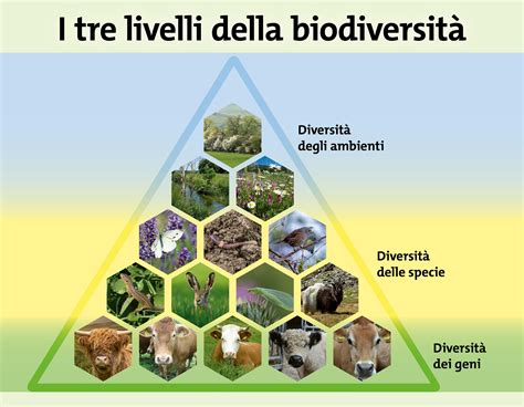 Infografica sulla biodiversità dell'Amazzonia