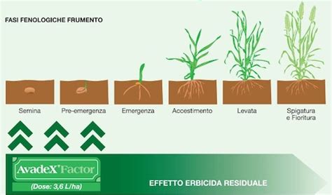schema grafico che illustra le fasi di crescita e le caratteristiche morfologiche del frumento duro