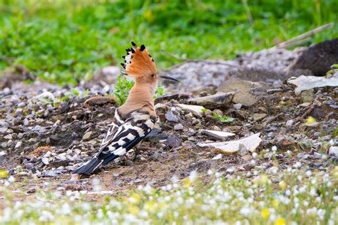 foto di un'upupa con la cresta alzata