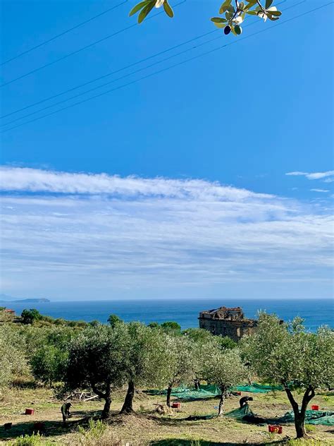 Foto panoramica della Tenuta degli Eremi vista dall'alto, con il mare sullo sfondo e oliveti.