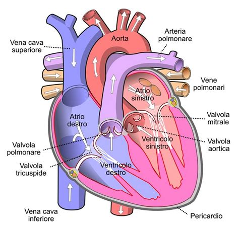 Illustrazione schematica del cuore e del sistema circolatorio
