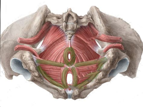 Schema anatomico del pavimento pelvico femminile