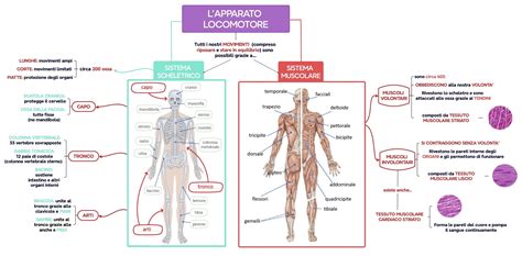 schema dell'apparato locomotore umano
